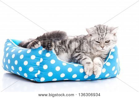 Cute American Shorthair kitten lying in cat bed on white background isolared