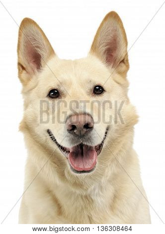 Smilie Face Dog Portrait In White Studio