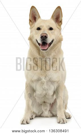 smiley dog sitting in white backgroud studio