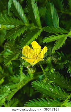 Silverweed, Potentilla anserina leaf and yellow flower.