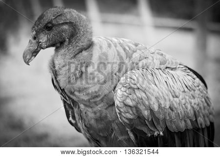 Andean Condor sitting close up roosting in black and white