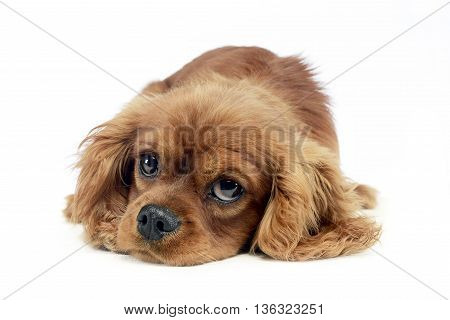 Cute Puppy Cavalier King Charles Spaniel Lying And Looking Up In A White Studio