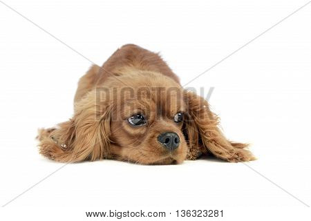 cute puppy Cavalier King Charles Spaniel lying and looking sideways in a white studio