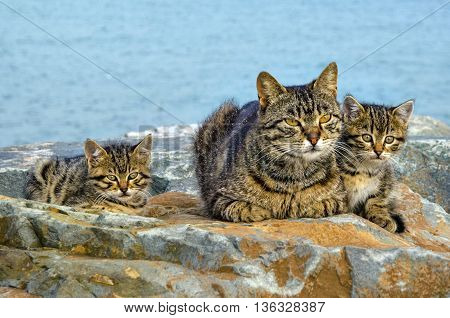Mother on the sea rocks family of Cats and Kittens. Homeless stray cats.