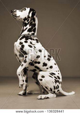 Cute Dalmatians Sitting And Lift His Leg In Sephia Background Photo Studio
