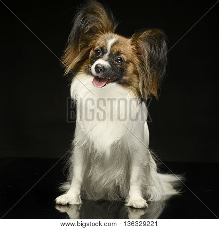 Papillon  In The Black Photo Studio Background