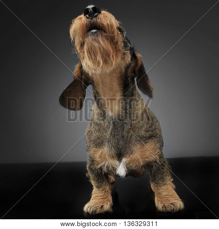 Dachshund Singing In A Gay Studio Backgound