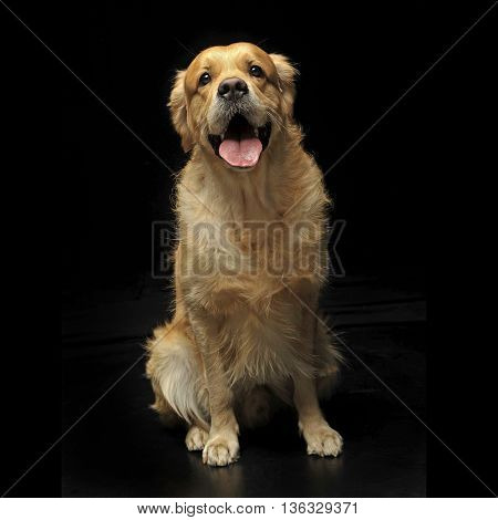 Sweet Golden Retriever Enjoy Photo Shooting In Studio