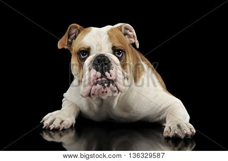 English Bulldog Relaxing  In The Dark Studio