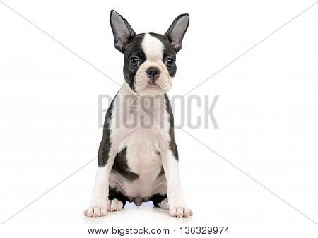 Puppy Boston Terrier In A White Photo Studio