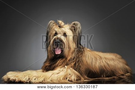 Berger De Brie Posing In A Grey Photo Studio