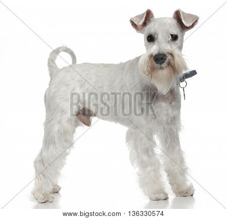 Cute White Schnauzer Standing In A White Studio Floor