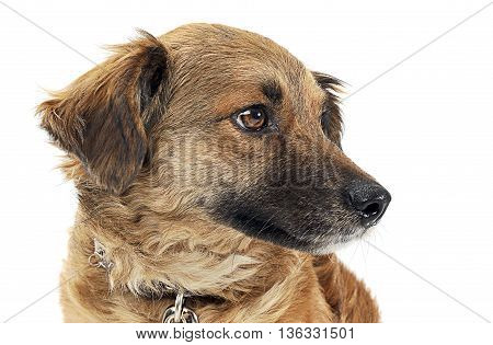 Mixed Breed Brown Dog Portre In White Studio