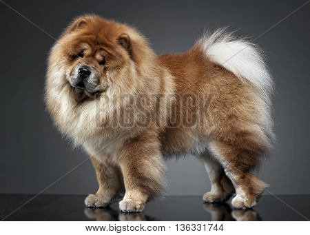 Beautiful Chow Chow Posing In A Photo Studio