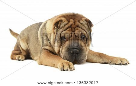 Very Nice Shar Pei Enjoy The Studio Photo Shoot