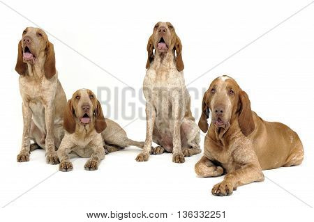 Group Of Bracco Italiano Feeling Good In A White Photo Studio