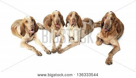 Group Of Bracco Italiano Feeling Good In A White Photo Studio