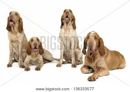 Group Of Bracco Italiano Feeling Good In A White Photo Studio
