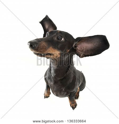Cute Smooth Hair Dachshund In A Photo Studio