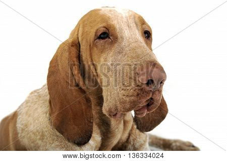 Bracco Italiano Portrait In A White Background