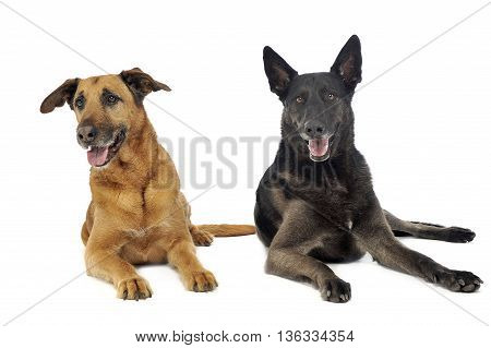 Mixed breed dog in a photo studio