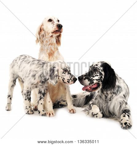 Three English Setters In A White Photo Background