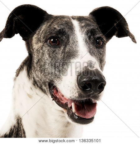 Hungarian Greyhound Portrait In A White Studio