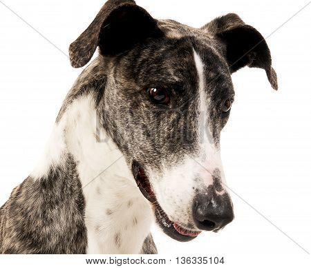 Hungarian Greyhound Portrait In A White Studio