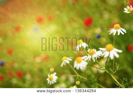 Daisy flowers background.Beautiful white daisies flowers isolated on green background.