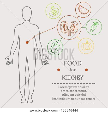 Food for kidney. Healthy food with organic food infographic. Food trend health care concept. Medical info. Instructions for each.