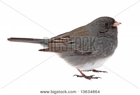 Tummasilmäiset Junco Junco Hyemalis eristetty