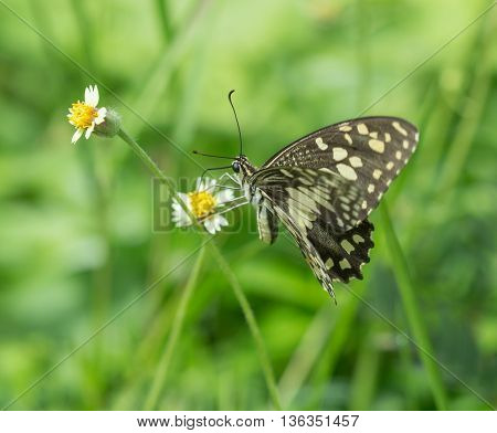 Black-veined Sergeant Butterfly (athyma Ranga) On Flower