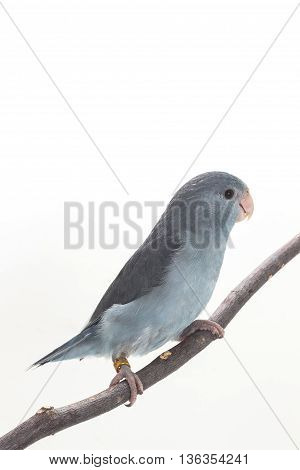 Mauve Forpus, Parakeet, Bird