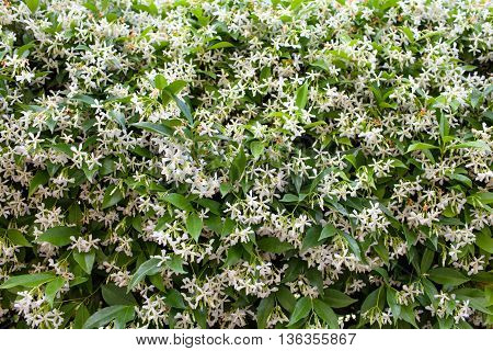 Star Jasmine (trachelospermum Jasminoides)