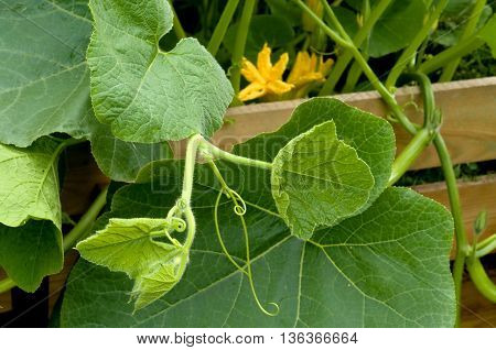Big pumpkin plant with yellow blossoms in the garden