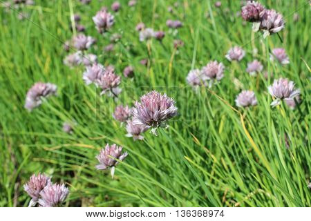 Blossom onion with purple flowers on all background