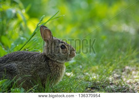 Eastern Cottontail rabbit on a trail in Wisconsin.