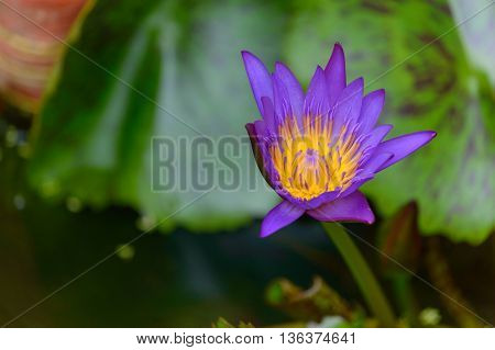 Purple Lotus flower blossom In the tub