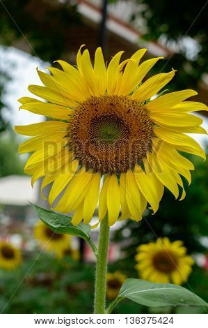 Closeup sunflowers in full bloom with bee