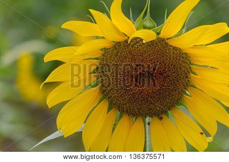 Closeup sunflowers in full bloom with bee