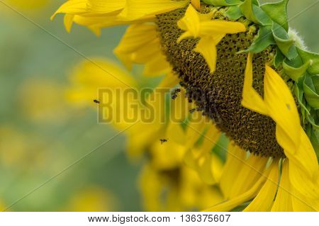 Closeup sunflowers in full bloom with bee