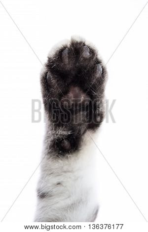 Close up kitten paw isolated on white background