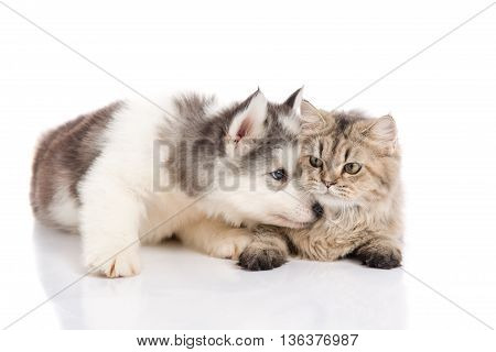Cute siberian husky puppy kissing cute kitten on white background isolated