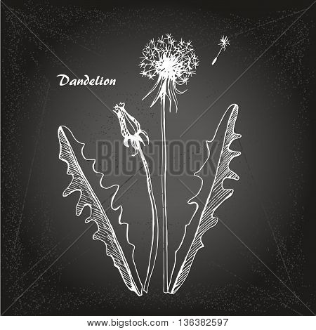 Vector sketch illustration dandelions on chalk-board background.