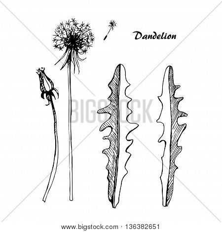 Vector sketch illustration dandelions on isolated background.