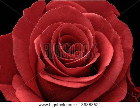 Close up of a red rose on a black background