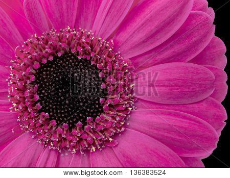 Close up of a pink gerbera on a black background