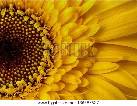 Close up of an isolated yellow gerbera