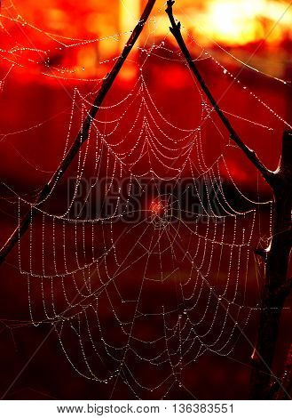 Eerie cobweb with red background for halloween