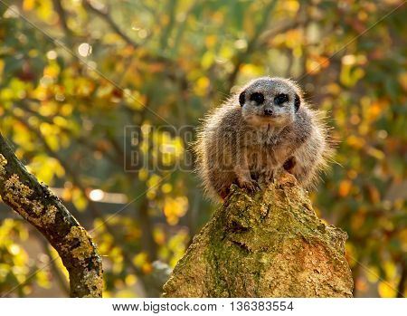 Meerkat sitting on a rock at the zoo